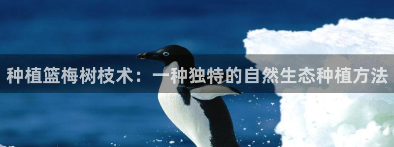 种植篮梅树枝术：一种独特的自然生态种植方法